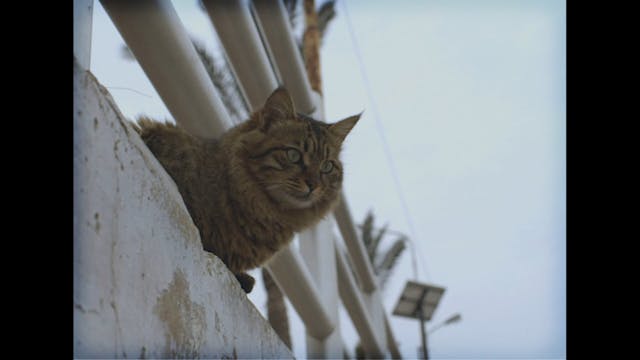 LACENO - Echoes No Subs - FINAL