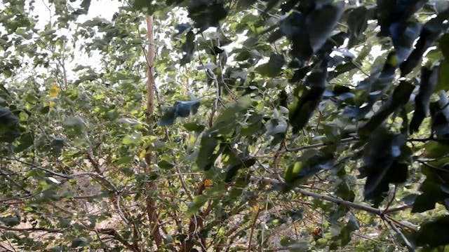 SCHERMO DELL'ARTE - Re Building