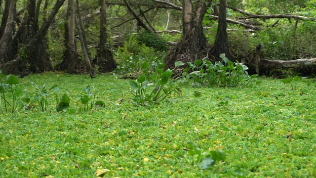 SCHERMO DELL'ARTE - BECOMING ALUVIUM