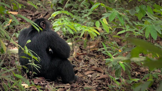 Sguardi Altrove Film - CRIES OF OUR ANCESTORS (Final)-Vimeo