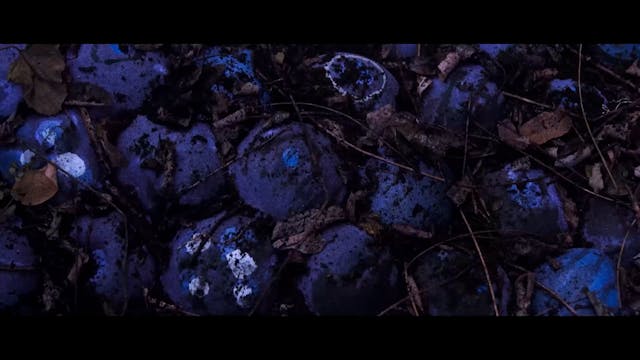 FI-PI-LI HORROR - Stramonium