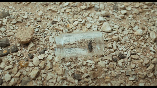 SHORTS - La Viajante