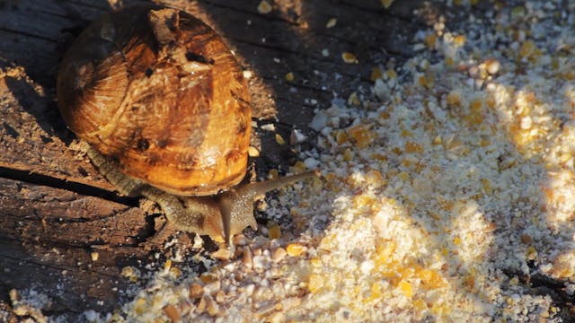 los angeles - Lentamente - Slowly (15min, eng sub)