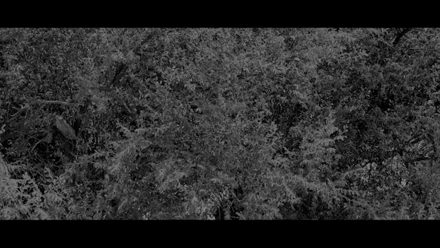 IRANFEST myreload - SHADOW