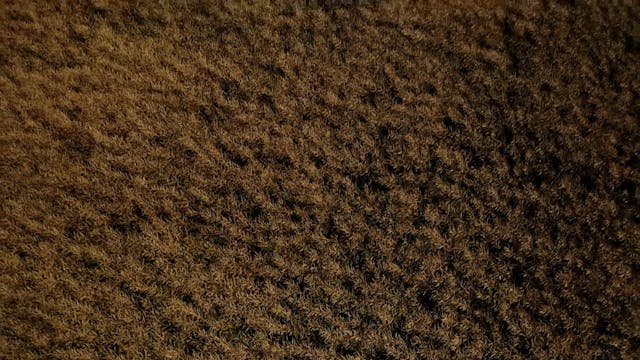 POPOLI 2022 - IntoTheWeeds_Sphere_H264_1920x1080_178_20_2398_Rec709