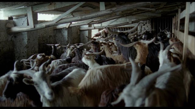 MIOCINEMA - Le Quattro Volte