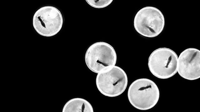 MOLISE - Freeze frame