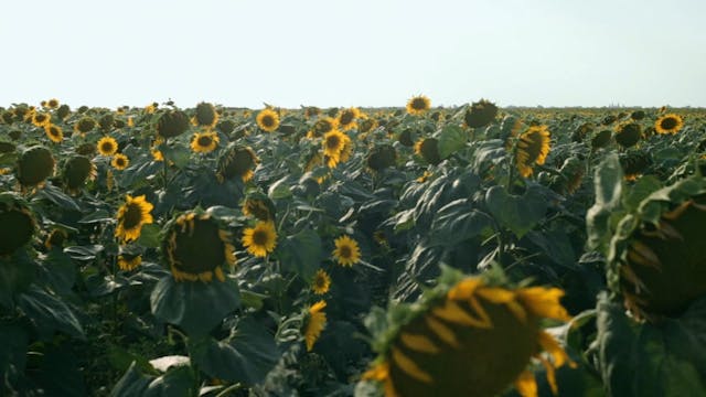 LUCCA - Wild Berries