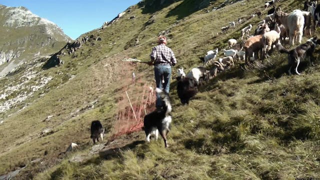 Paolo Pellicano - InQuestoMondo_IT-it_1080_25_6Mbps_MYm