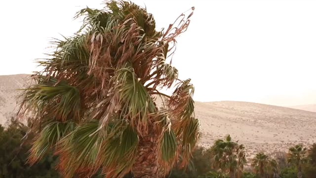 emiliano aiello - MILADY H264 Sottotitoli