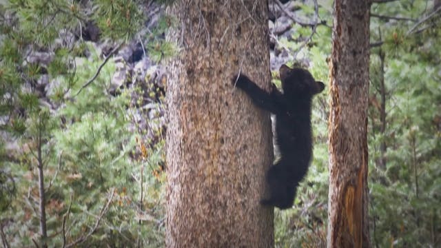 RIVIERA FILM FESTIVAL - Kingdoms FINAL MASTER stereo only A12 NOV 2020 H264