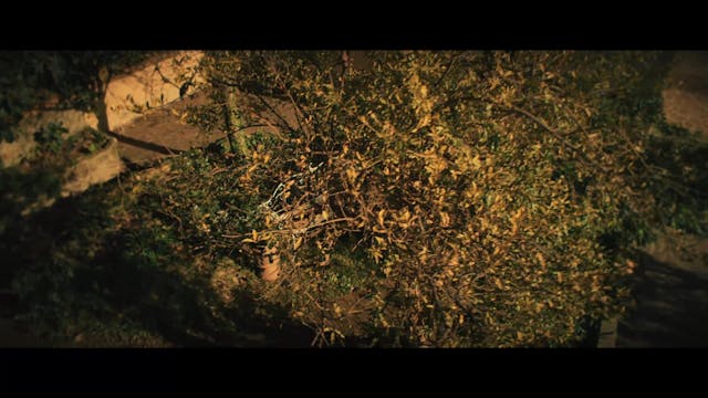 MIOCINEMA - Cosa sarà