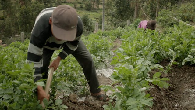 PIU COMPAGNIA - Sembradora de Vida