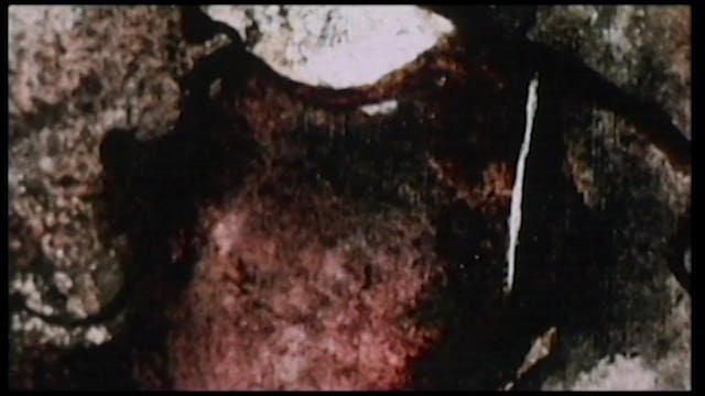 isola del cinema - Ilaria Ricci - VIOLINO_Agosti_720P_25Fps