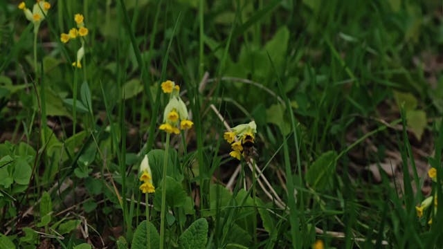 VISIONI DAL MONDO - Sjalo Island Of Souls ok