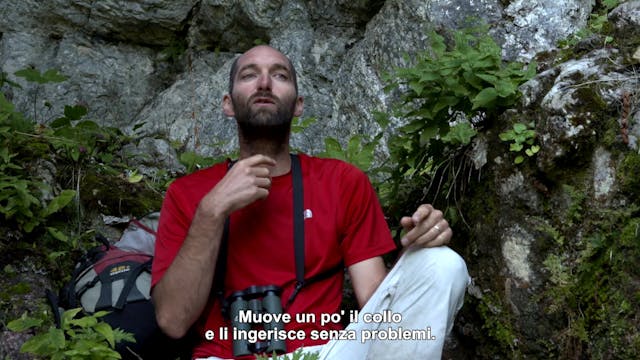 WANTED ZONE - Gipeto - Gypaete