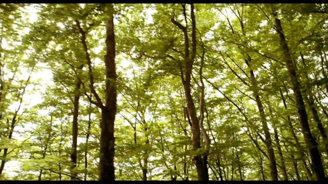 AMITALIA - Firenze e gli Uffizi - VO FR