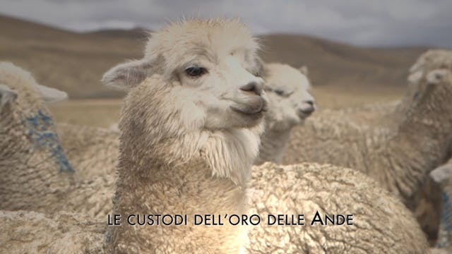 ISCHIA GLOBAL - Le custodi dell'oro delle Ande