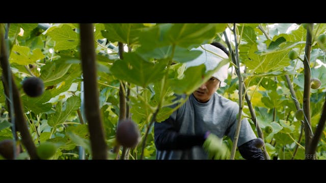 FEFF24 -  Noise_FEATURE_CLEAN