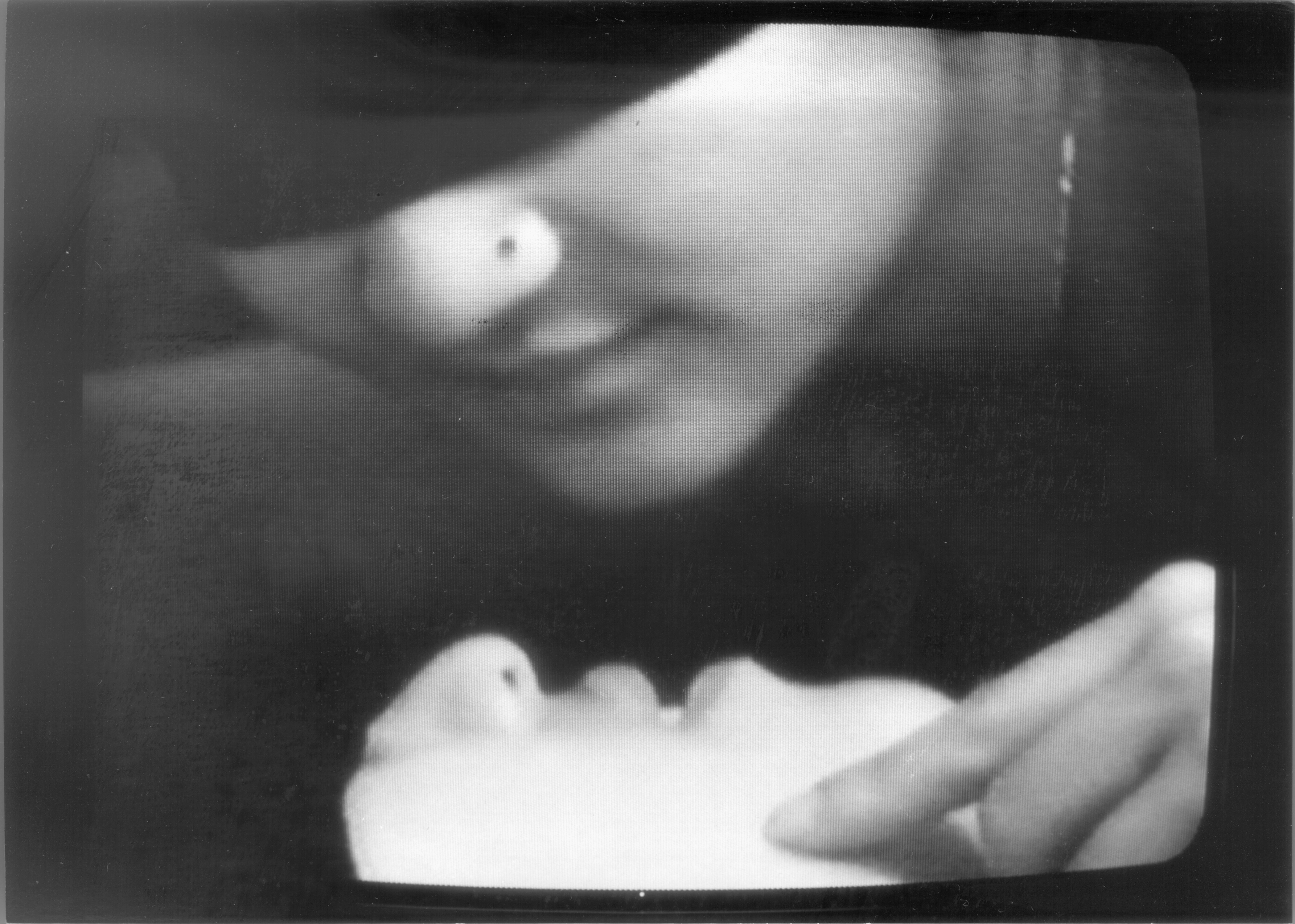 The Blindness Series - kore