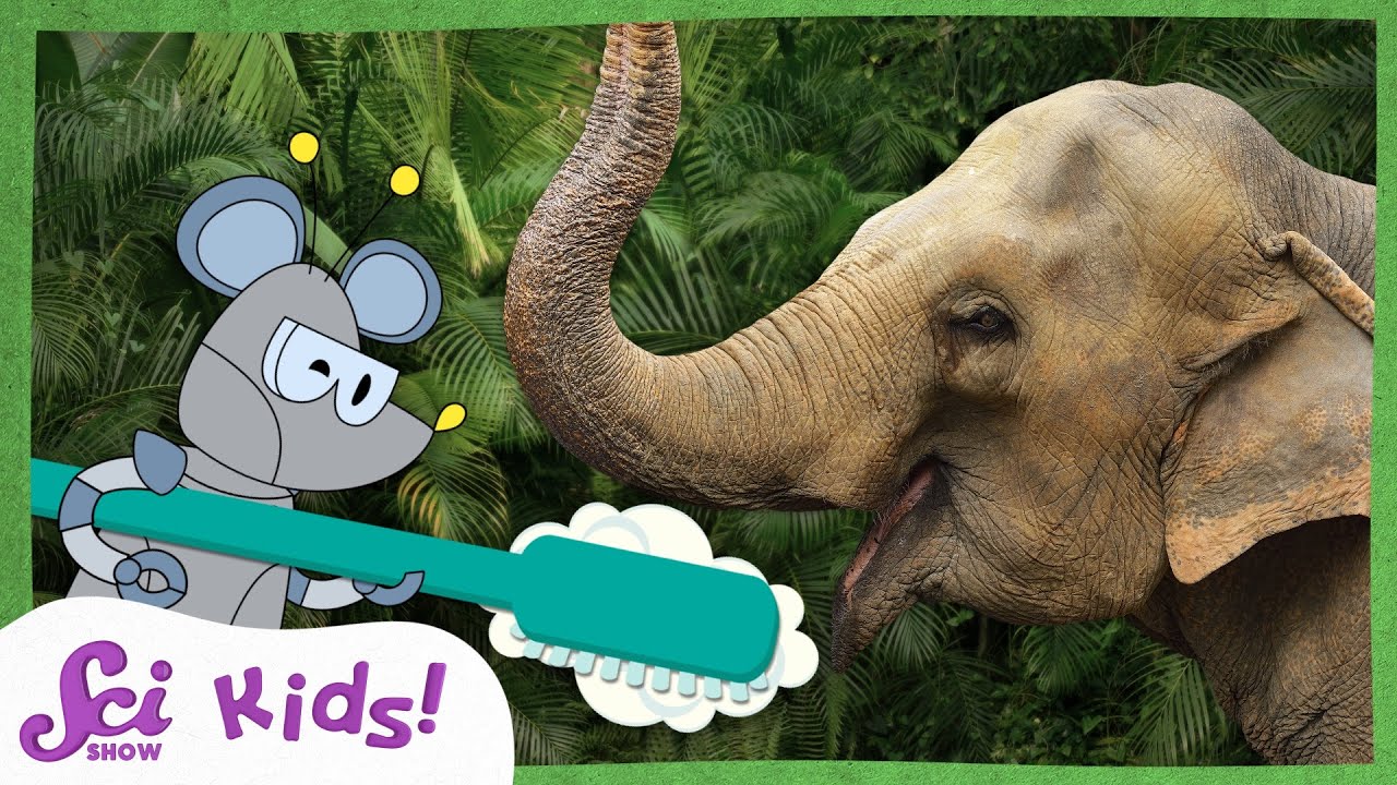 The Great Elephant Toothpaste Experiment! 