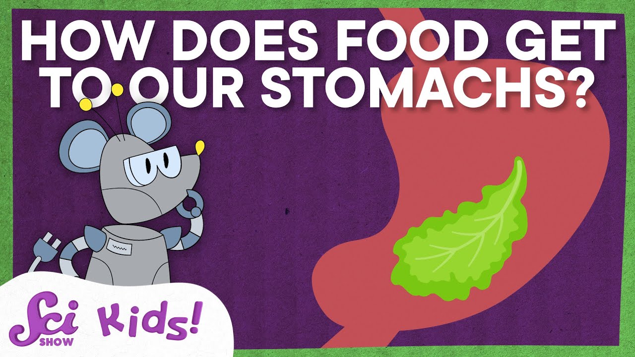 How Does Food Get to Our Stomachs and More Answers to Your Questions!
