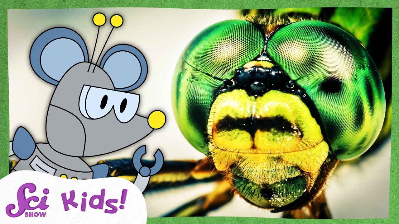 How Do Insect Eyes Work?