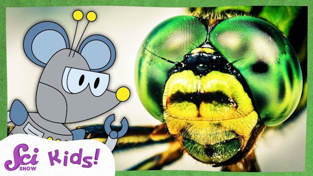 How Do Insect Eyes Work?