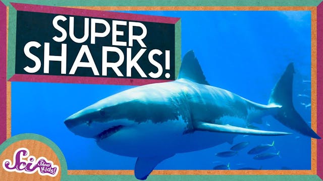 Super Sharks!