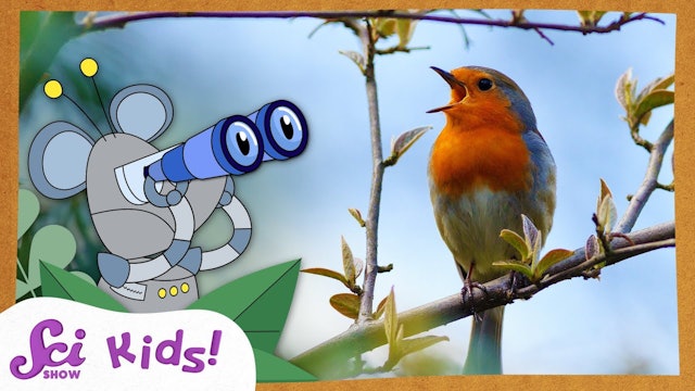 Bird Watching! | SciShow Kids Compilation