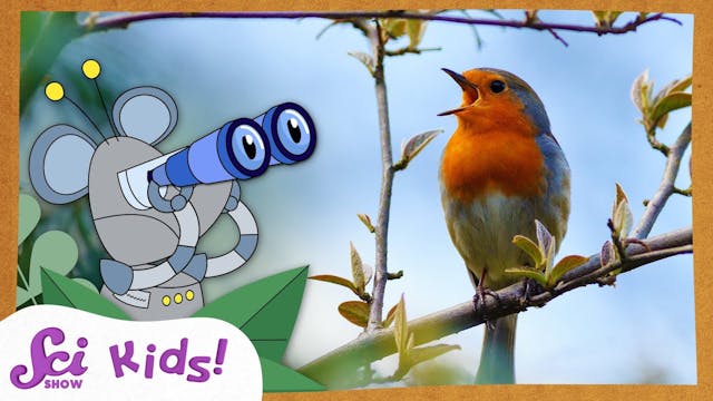 Bird Watching! | SciShow Kids Compila...