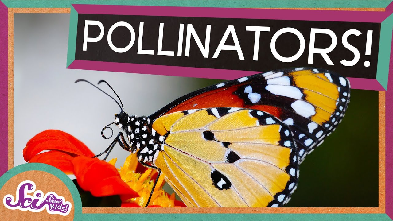 Flowers and Their Pollinators: A Perfect Match!