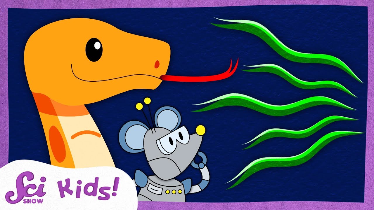 How Do Snakes Smell With Their Tongues?