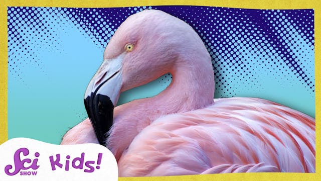 Why Are Flamingos Pink?