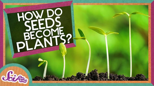 How Does A Seed Become A Plant?