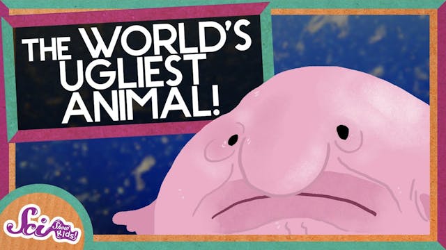 Blobfish: The World's Ugliest Animal