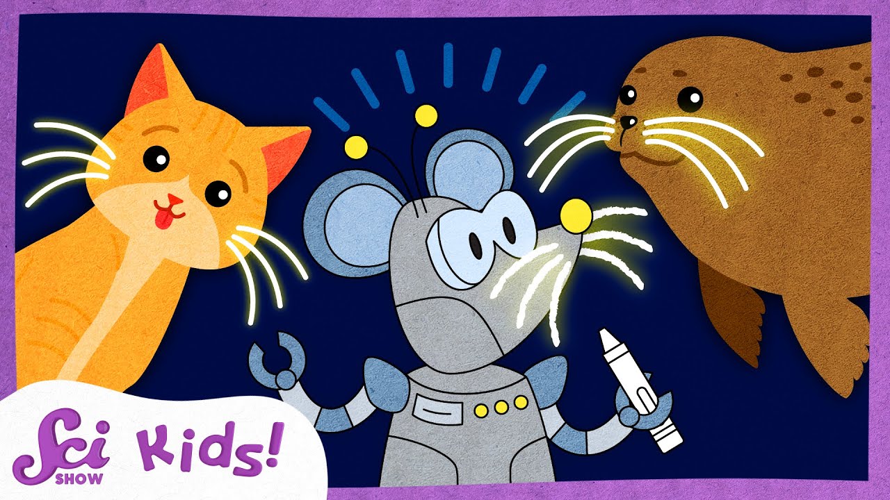 Why Do Animals Have Whiskers?