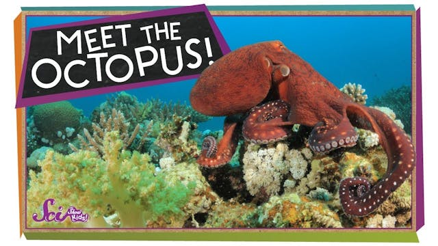 The Outrageous Octopus!