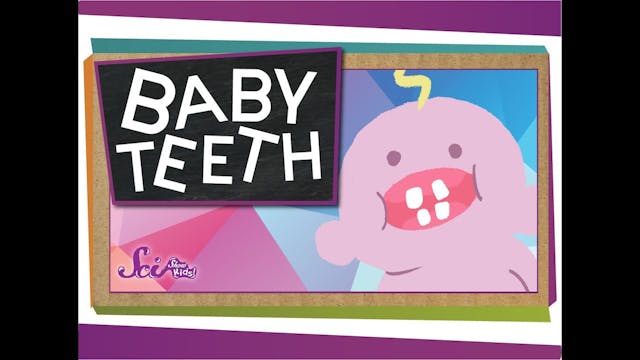 Why Do We Have Baby Teeth?