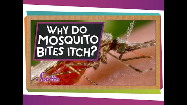 Why Do Mosquito Bites Itch?