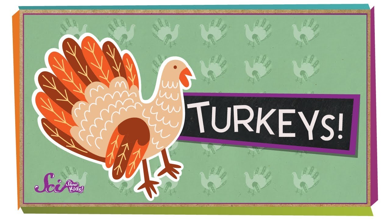 Fun Facts About Turkeys!
