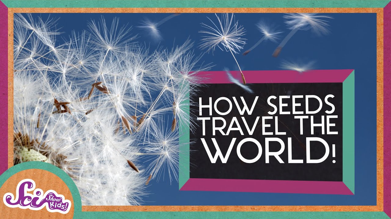 How Plant Seeds Travel the World