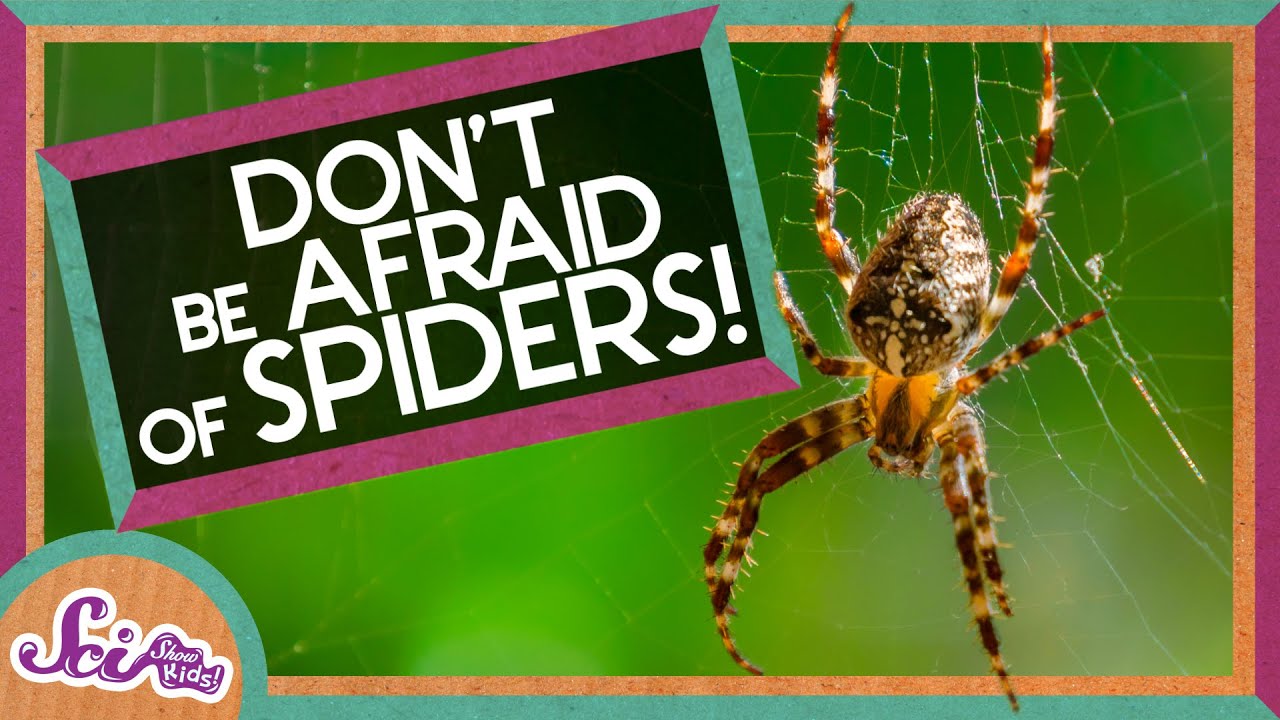 Don't Be Afraid of Spiders!