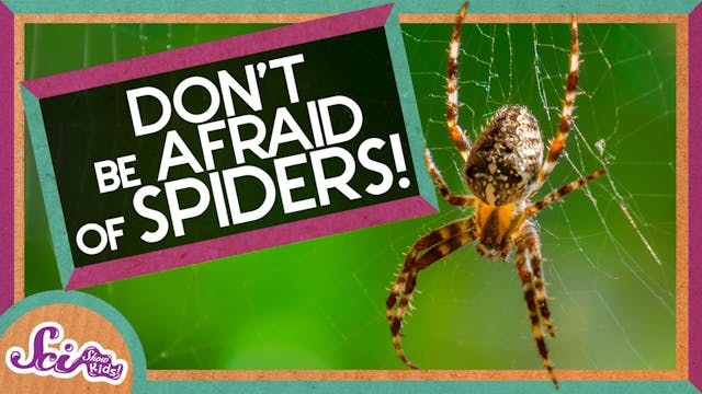 Don't Be Afraid of Spiders!