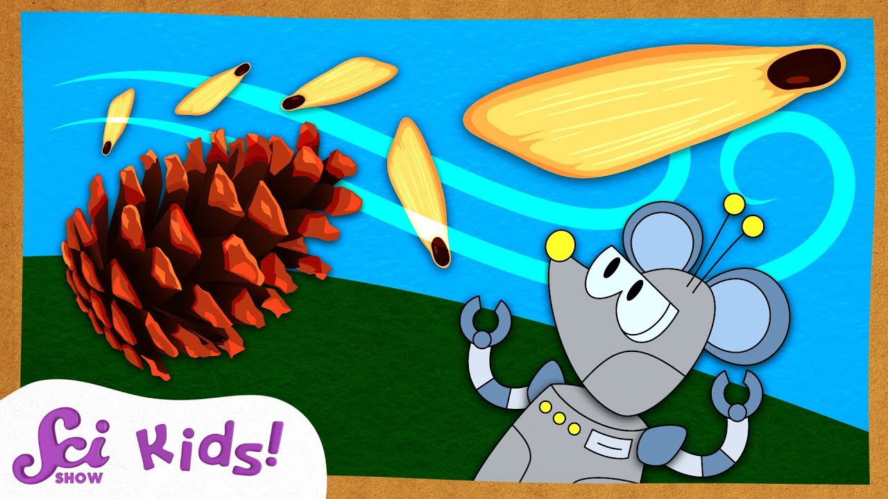 What's Inside a Pinecone?