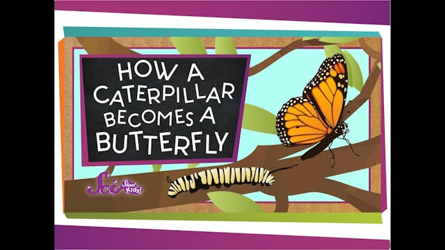 How a Caterpillar Becomes a Butterfly