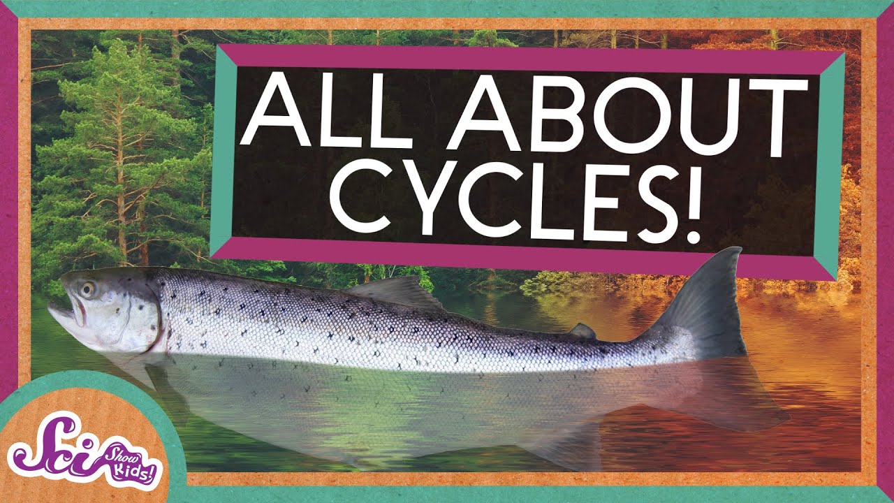 From Seasons to Salmon: All About Cycles! | SciShow Kids Compilation