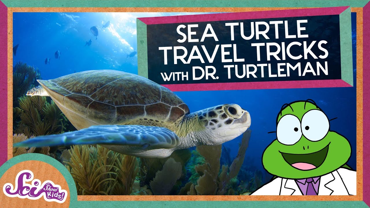 Turtle Travel Tips: How Magnets Can Help Us Navigate