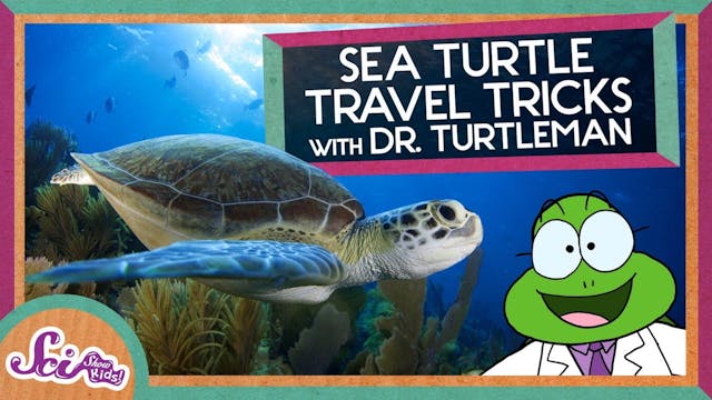 Turtle Travel Tips: How Magnets Can H...