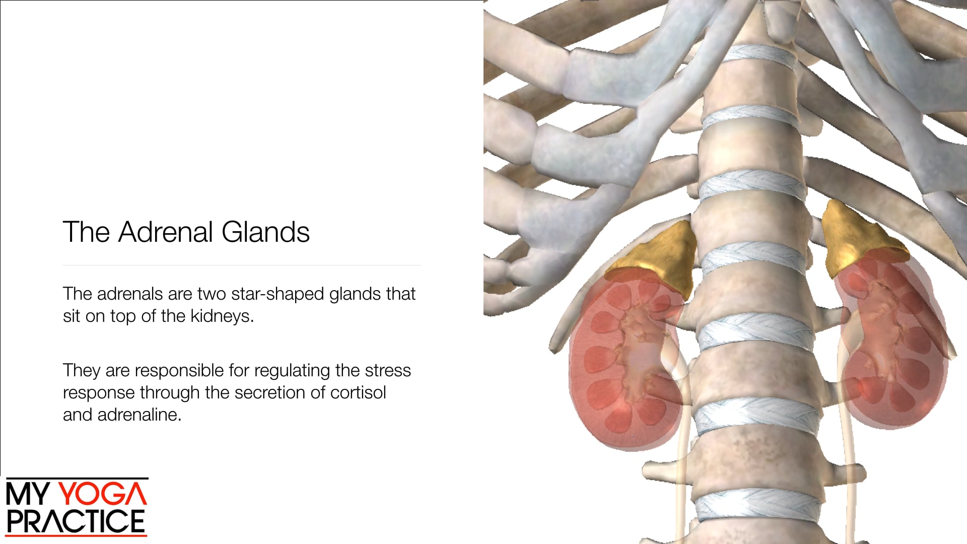 14.5- The Endocrine System